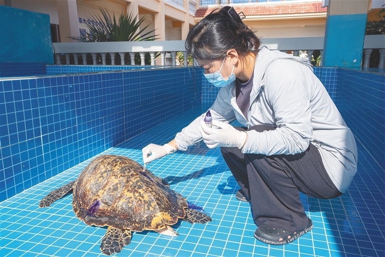 三沙北岛海龟保护记-他和同事们立