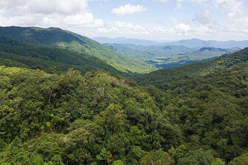 海南热带雨林国家公园霸王岭片区加
