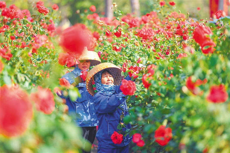 三亚博后村推动乡村振兴产业从有到