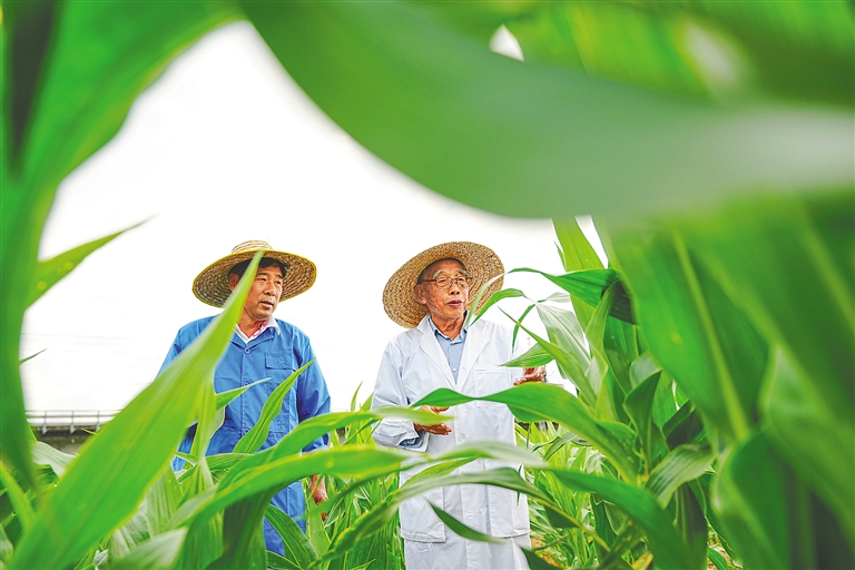 海南加快建设服务全国的“南繁硅谷