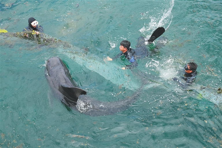 “海棠”启程回家-5月25日，利